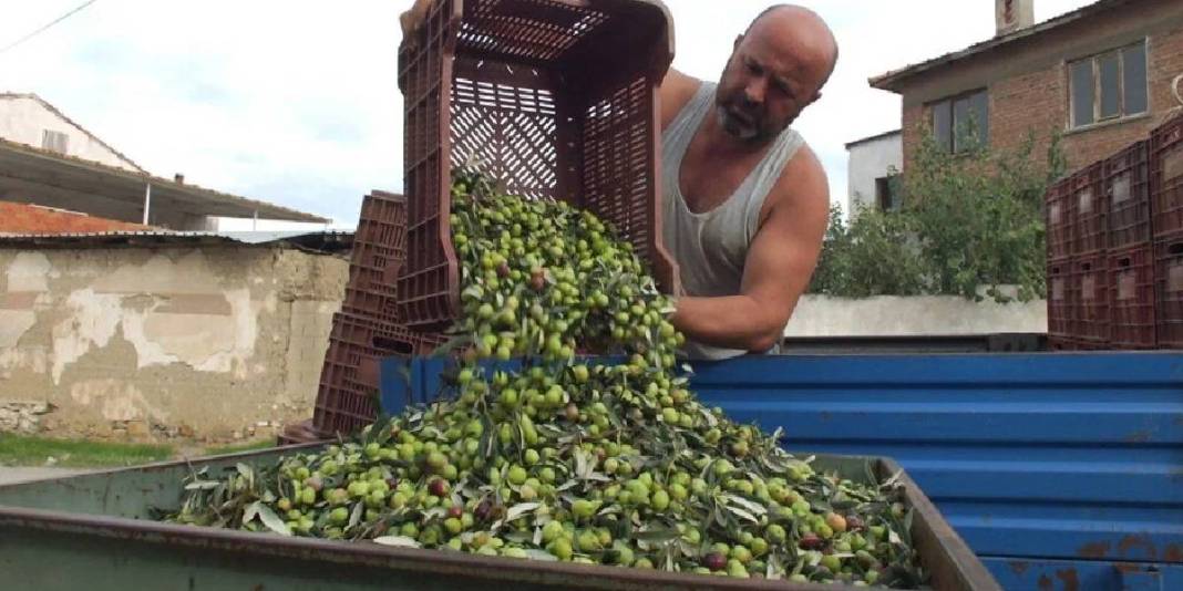 Yağmur yağdı, toprağın bereketi ortaya çıktı! Üretim merkezinde hasat vakti: Kilosu 80 TL’den alıcı buluyor 4